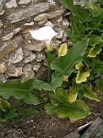 Arum (3) (Photo F. Mrugala)